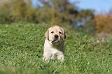 LABRADOR 303